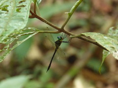 Aeschnosoma forcipula