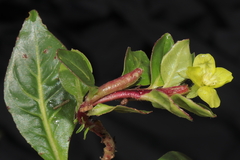 Oenothera multicaulis