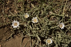 Leucheria candidissima