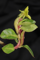 Oenothera multicaulis