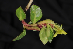 Oenothera multicaulis