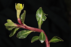 Oenothera multicaulis