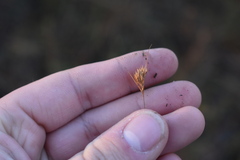 Rhynchospora chapmanii