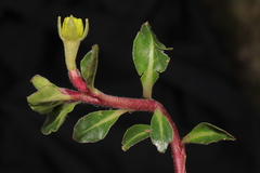 Oenothera multicaulis