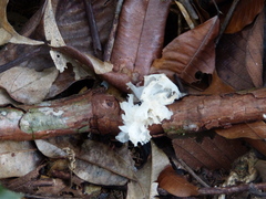Tremella fuciformis