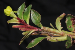 Oenothera multicaulis