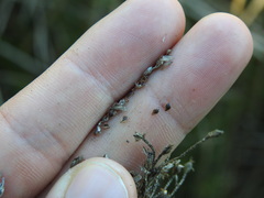 Schoenoplectus litoralis