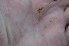 Rhynchospora chapmanii