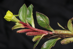 Oenothera multicaulis