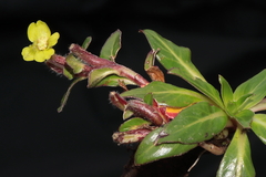 Oenothera multicaulis