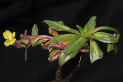 Oenothera multicaulis