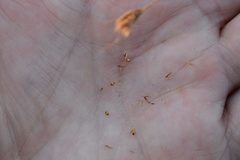 Rhynchospora chapmanii