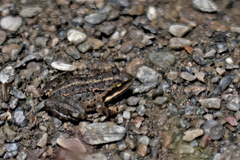 Rana macrocnemis