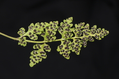 Woodsia montevidensis