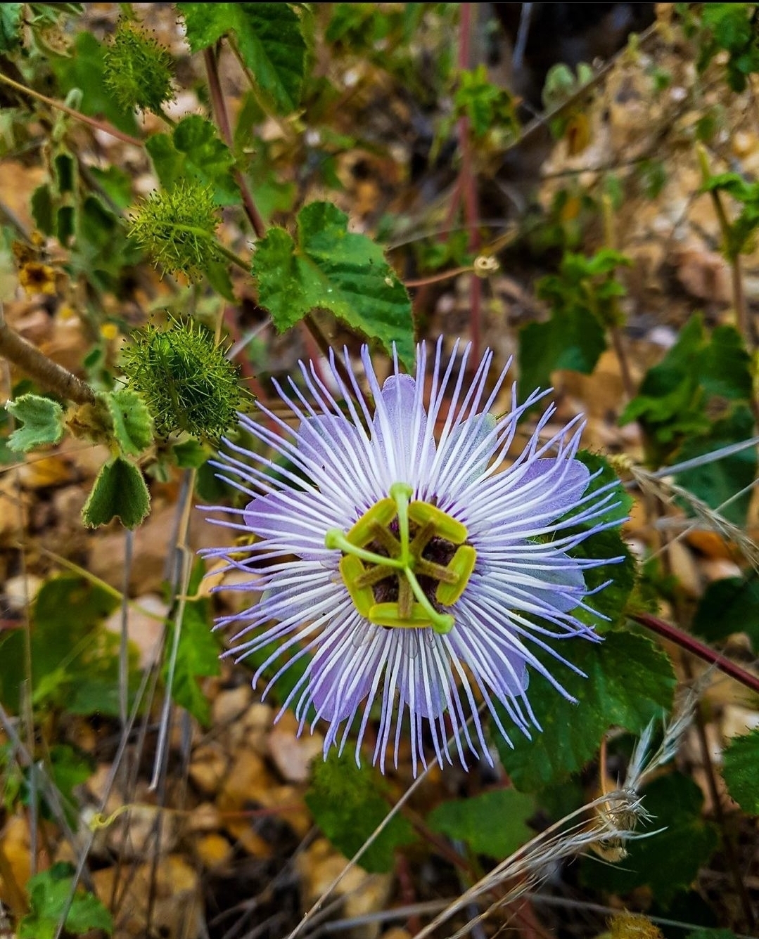 Passiflora foetida