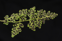 Woodsia montevidensis