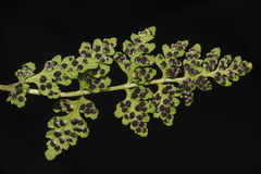 Woodsia montevidensis
