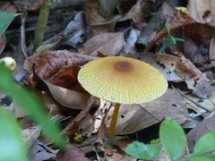 Leucocoprinus brunneoluteus