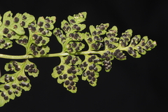 Woodsia montevidensis