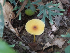 Leucocoprinus brunneoluteus