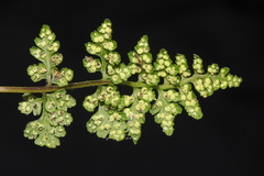 Woodsia montevidensis