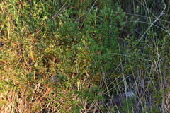 Hypericum brachyphyllum