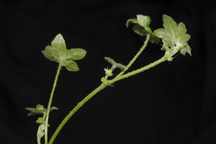 Bowlesia tenella