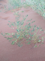 Phyllanthus warnockii