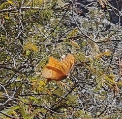 Consul excellens genini