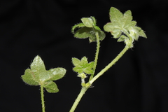 Bowlesia tenella