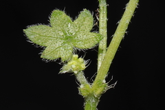 Bowlesia tenella