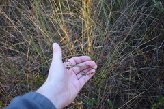 Symphyotrichum adnatum