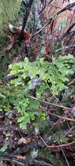Lobaria