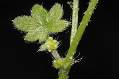 Bowlesia tenella