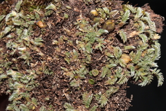 Astragalus minimus