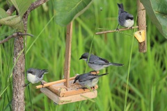 Microspingus cinereus