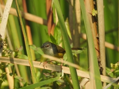 Prinia flaviventris