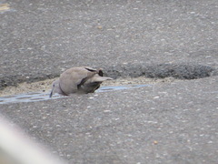 Streptopelia decaocto