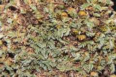 Astragalus minimus