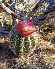 Melocactus zehntneri