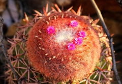 Melocactus zehntneri