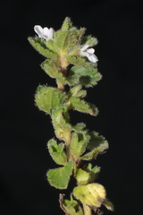 Stachys pusilla