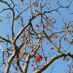 Erythrina velutina