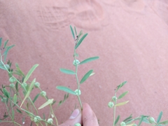 Phyllanthus warnockii