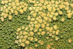 Paronychia andina