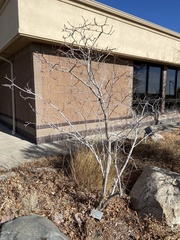 Xanthoceras sorbifolium