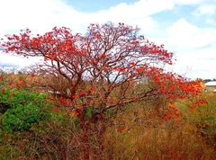 Erythrina velutina
