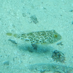 Sphoeroides greeleyi