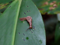 Cucullarion parkini
