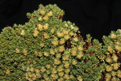 Paronychia andina